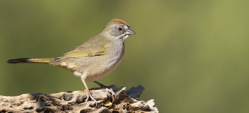 Green-tailed Towhee photo